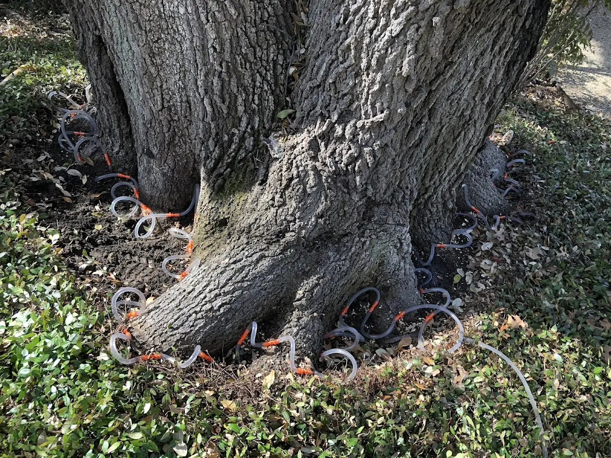 Detailed Tree Cabling and Bracing job site in Jerusalem
