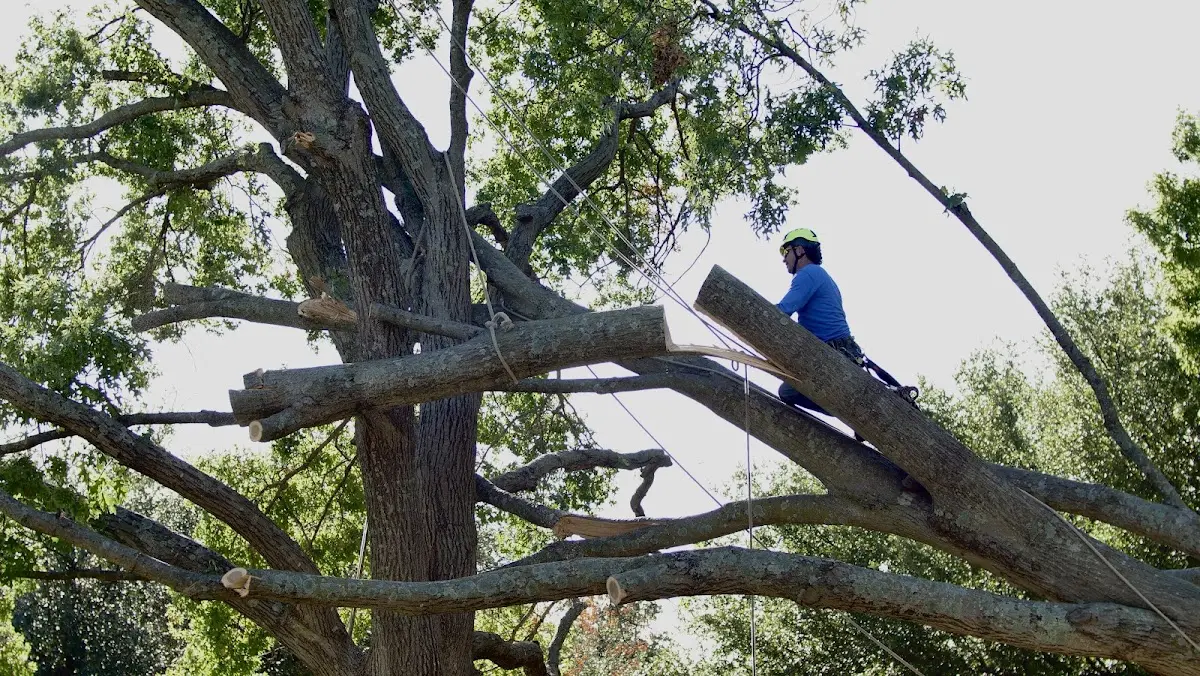 Professional Hazardous Tree Removal performed by certified arborists in Jerusalem